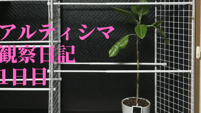 【観葉植物】アルティシマの観察日記(1日目)