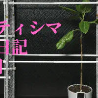 【観葉植物】アルティシマの観察日記(1日目)