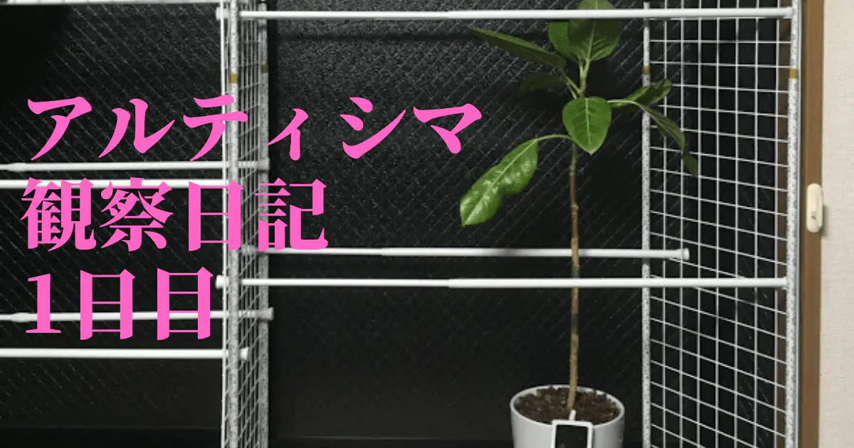 【観葉植物】アルティシマの観察日記(1日目)