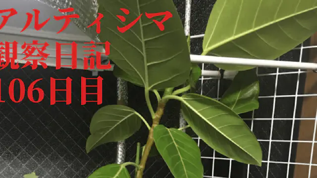 【観葉植物】アルティシマの観察日記(106日目)