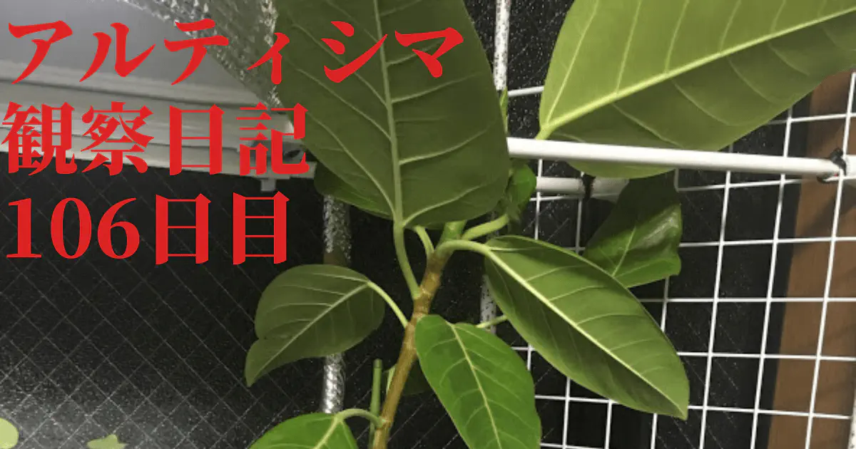 【観葉植物】アルティシマの観察日記(106日目)
