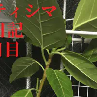 【観葉植物】アルティシマの観察日記(106日目)