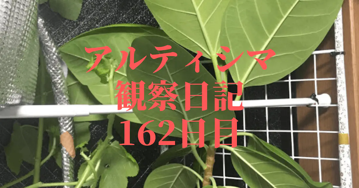【観葉植物】アルティシマ観察日記：162日目で天井に迫る！大型化と鉢替えの検討