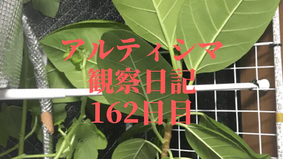 【観葉植物】アルティシマ観察日記：162日目で天井に迫る！大型化と鉢替えの検討