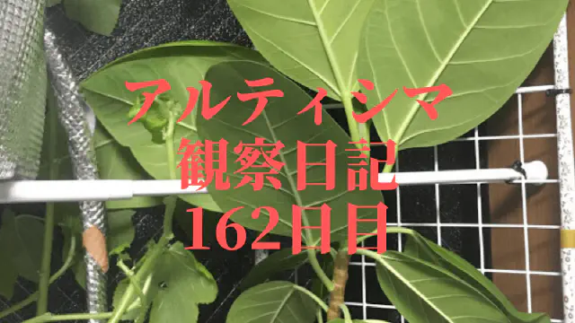 【観葉植物】アルティシマ観察日記：162日目で天井に迫る！大型化と鉢替えの検討