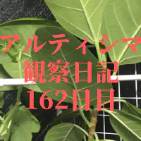 【観葉植物】アルティシマ観察日記：162日目で天井に迫る！大型化と鉢替えの検討