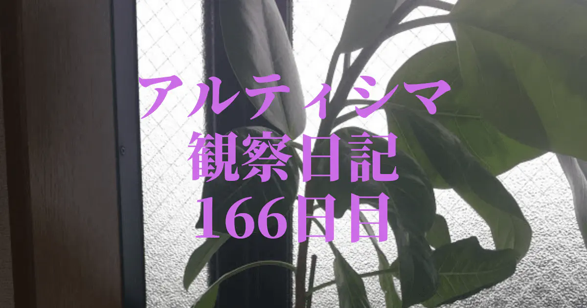 【観葉植物】アルティシマ観察日記：166日目で鉢替え！IKEA産アルティシマの成長記録