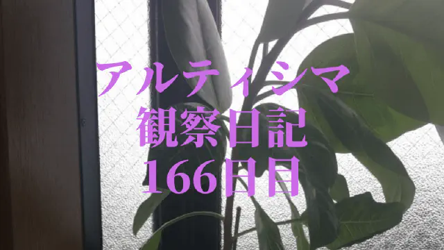 【観葉植物】アルティシマ観察日記：166日目で鉢替え！IKEA産アルティシマの成長記録
