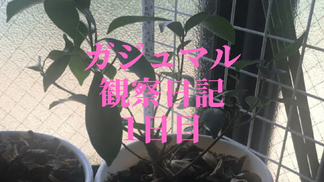 【観葉植物】ガジュマルの観察日記(1日目)