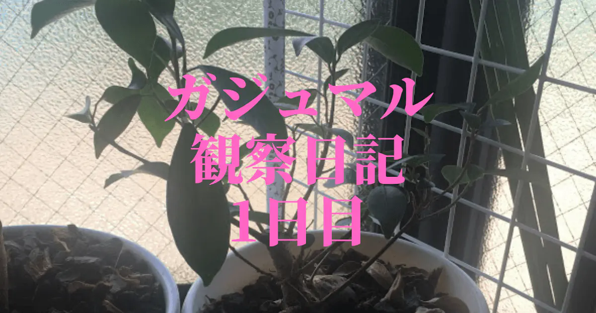 【観葉植物】ガジュマルの観察日記(1日目)