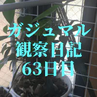 【観葉植物】ガジュマルの観察日記(63日目)