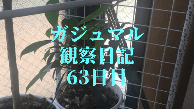 【観葉植物】ガジュマルの観察日記(63日目)