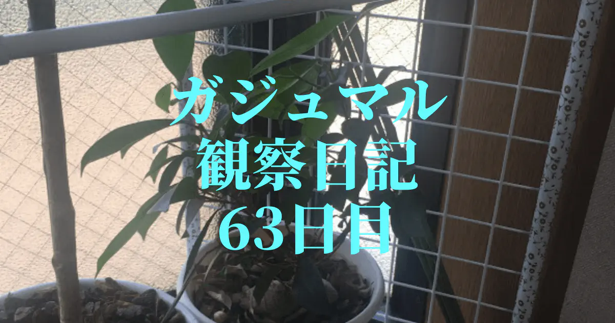 【観葉植物】ガジュマルの観察日記(63日目)