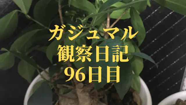 【観葉植物】ガジュマル観察日記：96日目で葉が茂る！成長の秘訣と季節の影響