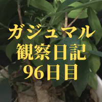 【観葉植物】ガジュマル観察日記：96日目で葉が茂る！成長の秘訣と季節の影響