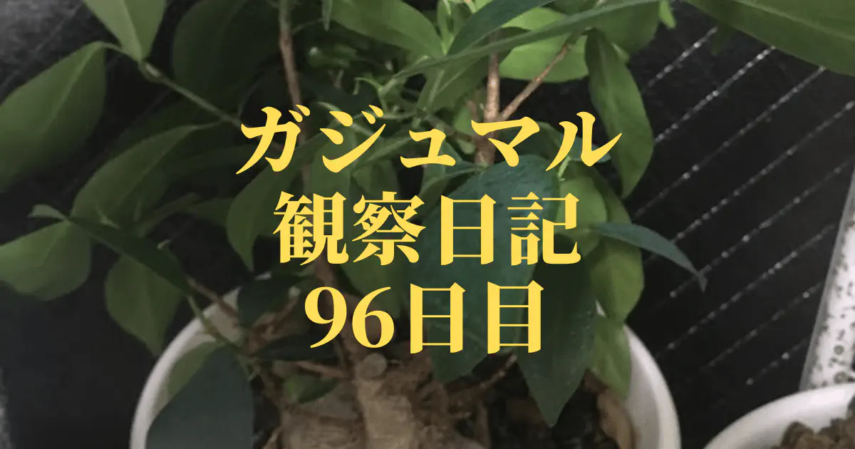 【観葉植物】ガジュマル観察日記：96日目で葉が茂る！成長の秘訣と季節の影響