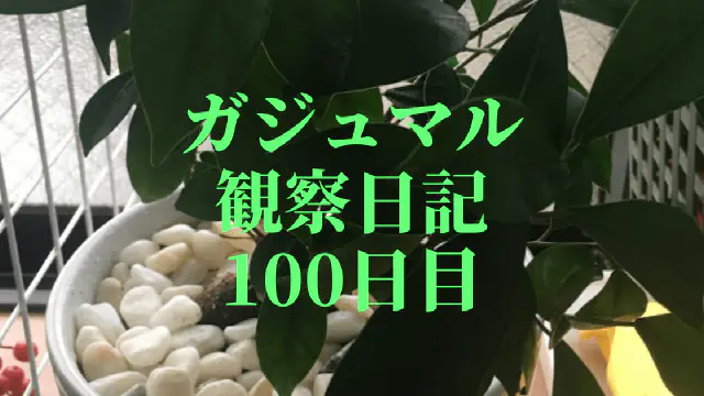 【観葉植物】ガジュマル観察日記：100日目で鉢替え！成長を促す新しい環境へ