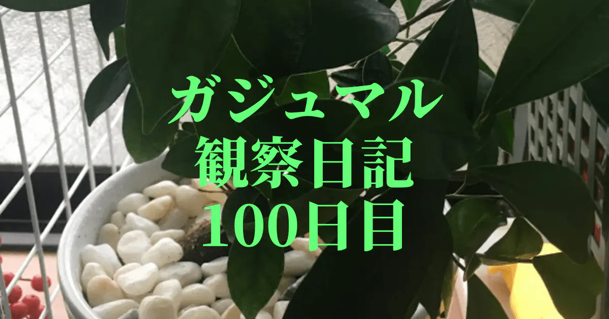 【観葉植物】ガジュマル観察日記：100日目で鉢替え！成長を促す新しい環境へ