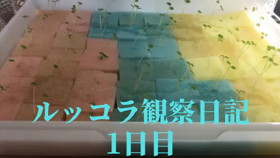 【水耕栽培】ルッコラの観察日記(1日目)