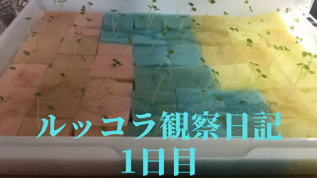 【水耕栽培】ルッコラの観察日記(1日目)