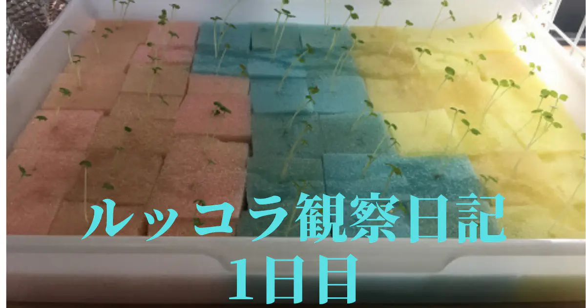 【水耕栽培】ルッコラの観察日記(1日目)
