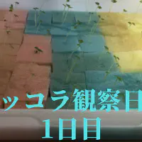 【水耕栽培】ルッコラの観察日記(1日目)