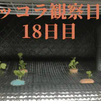 【水耕栽培】ルッコラの観察日記(18日目)