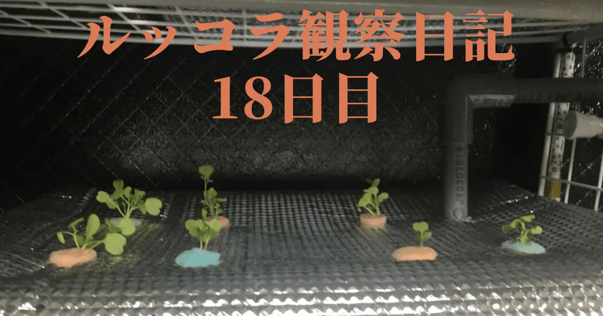 【水耕栽培】ルッコラの観察日記(18日目)