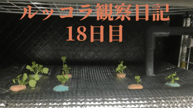【水耕栽培】ルッコラの観察日記(18日目)