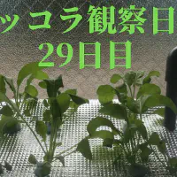 【水耕栽培】ルッコラの観察日記(29日目)