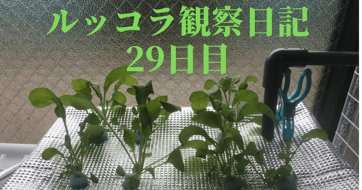 【水耕栽培】ルッコラの観察日記(29日目)