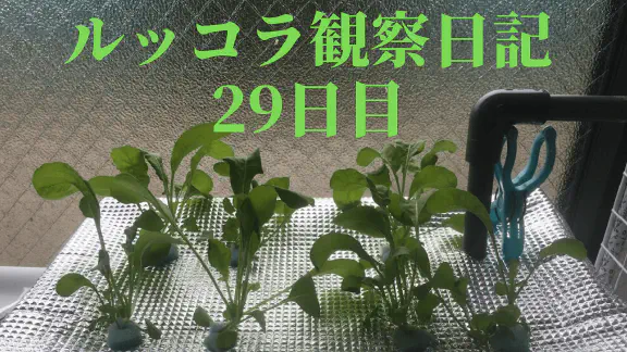 【水耕栽培】ルッコラの観察日記(29日目)