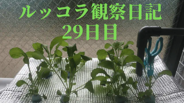 【水耕栽培】ルッコラの観察日記(29日目)