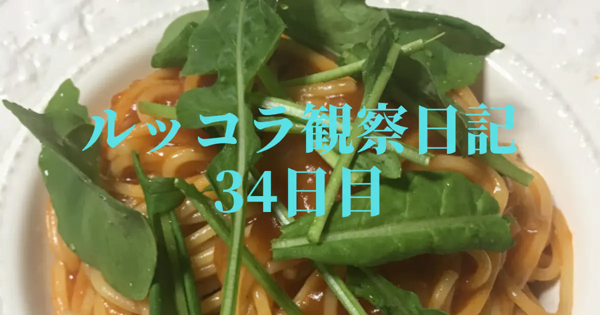 【水耕栽培】ルッコラの観察日記(34日目)