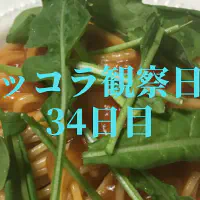 【水耕栽培】ルッコラの観察日記(34日目)