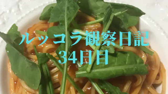 【水耕栽培】ルッコラの観察日記(34日目)