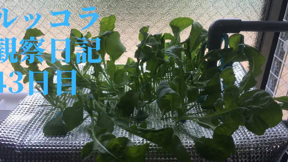 【水耕栽培】ルッコラの観察日記(43日目)