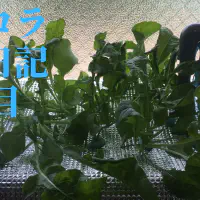 【水耕栽培】ルッコラの観察日記(43日目)