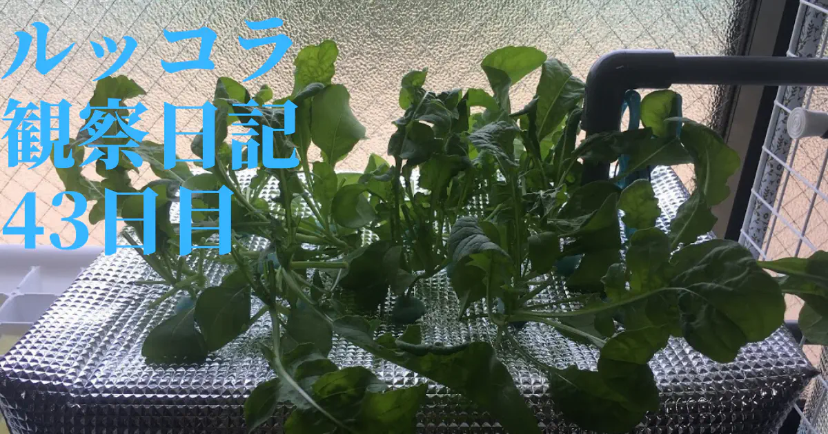 【水耕栽培】ルッコラの観察日記(43日目)