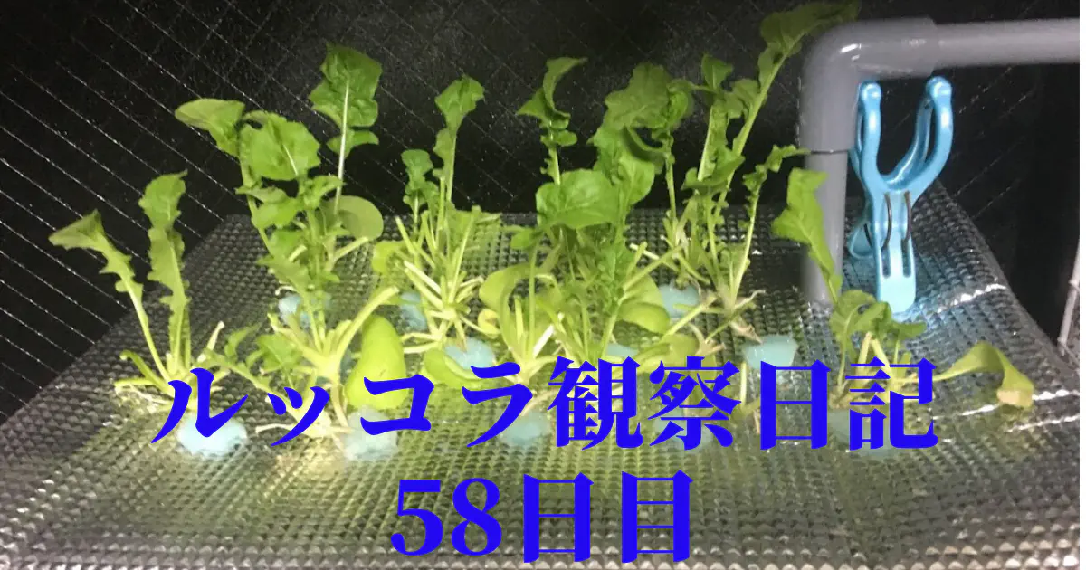 【水耕栽培】ルッコラの観察日記(58日目)