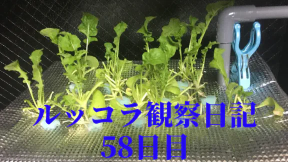 【水耕栽培】ルッコラの観察日記(58日目)
