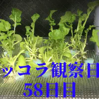 【水耕栽培】ルッコラの観察日記(58日目)