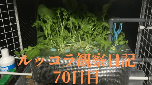 【水耕栽培70日目】ルッコラ栽培の終わりと収穫の記録！育て方のコツと限界