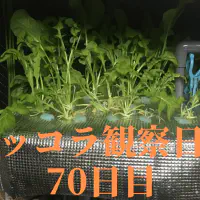 【水耕栽培70日目】ルッコラ栽培の終わりと収穫の記録！育て方のコツと限界