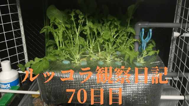 【水耕栽培70日目】ルッコラ栽培の終わりと収穫の記録！育て方のコツと限界