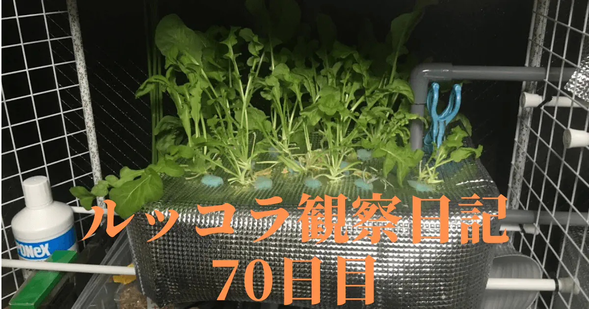 【水耕栽培70日目】ルッコラ栽培の終わりと収穫の記録！育て方のコツと限界