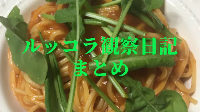 【水耕栽培】ルッコラ観察日記：発芽から収穫まで徹底まとめ！初心者向け栽培ガイド