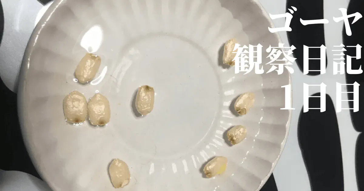 【水耕栽培】ゴーヤの観察日記(1日目)