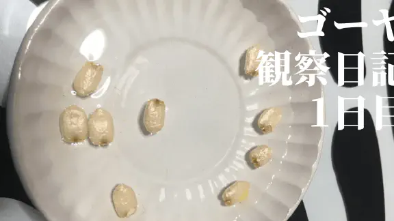 【水耕栽培】ゴーヤの観察日記(1日目)