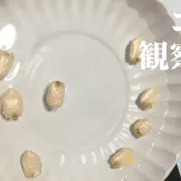 【水耕栽培】ゴーヤの観察日記(1日目)